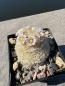 Preview: Mammillaria neobertrandiana